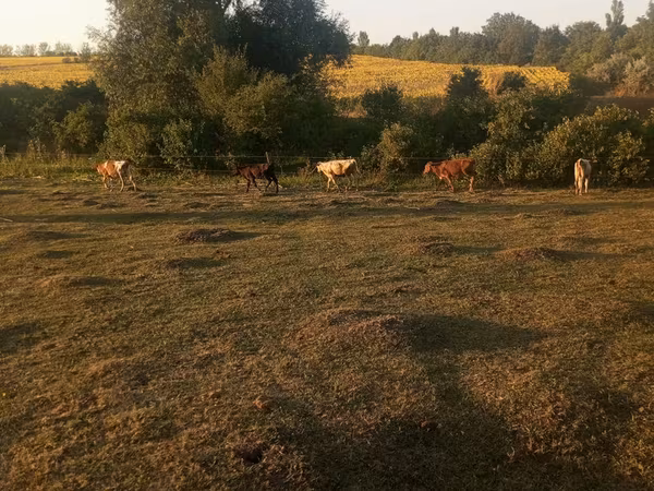 गाय, मवेशी