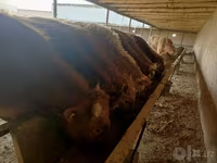Bulle, Simmental cattle — Foto 1