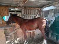 Yegua, Caballos — foto 3