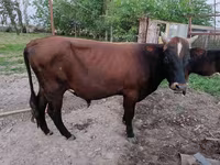 Toro, Ganado vacuno — foto 1
