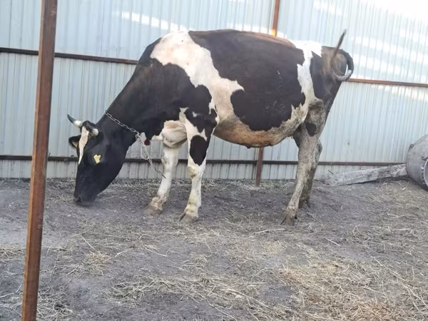 Vaca, Raza Holstein