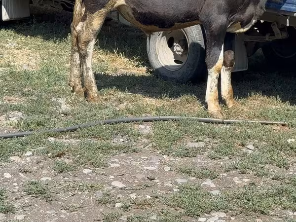 Бык, Коровы