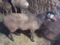 Sheep, Sheep — photo 5