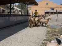 Schaf, Arashan sheep — Foto 6