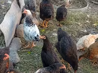 Chickens — Foto 1