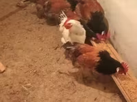 Chickens — 照片 6