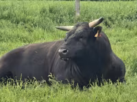 Kuh, Wagyu — Foto 4