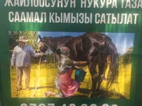Кымыз из Кочкорского района - Натуральный саамал кымыз с высокогорных — الصورة 3