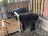 公羊, Sheep — 照片 4