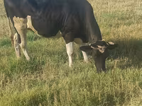Vaca, Raza Holstein — foto 2