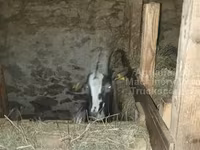 Коза, Альпийская коза — фото 4