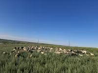 ثور, الماشية — الصورة 2