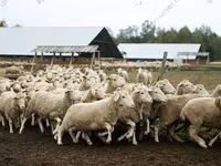 كبش, Edilbay sheep — الصورة 3