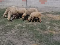 Ram, Sheep — photo 3