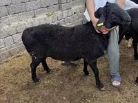 Carnero, Rhon sheep — foto 3