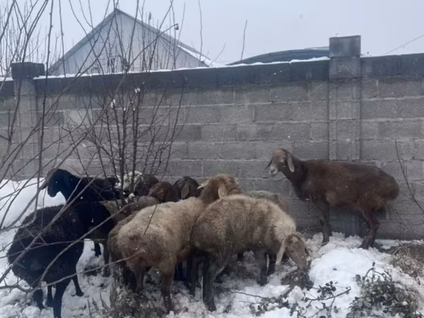 Овца, Бараны — Кыргызстан