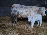 सांड, Charolais cattle — फ़ोटो 4