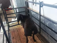كبش, Hissar sheep — الصورة 2