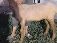Schaf, Arashan sheep — Foto 2