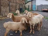 نعجة, Arashan sheep — الصورة 4