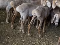 Schaf, Hissar sheep — Foto 3