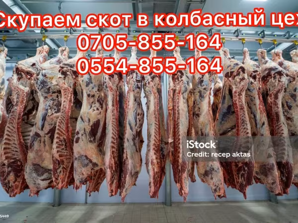 Bull, Cattle
