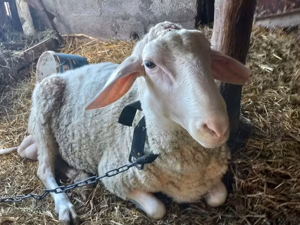 Ram, Awassi sheep