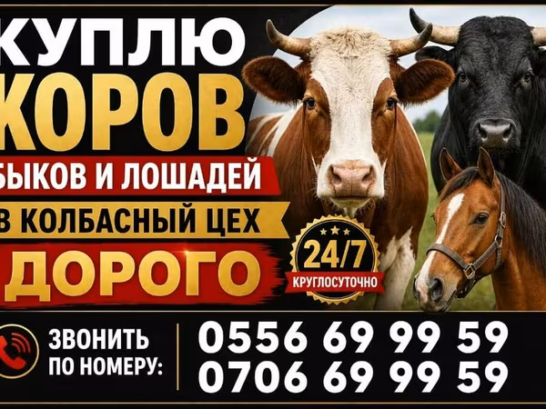 Корова, Коровы