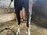 Vaca, Swiss cattle — foto 2