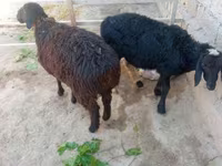 Widder, Hissar sheep — Foto 2