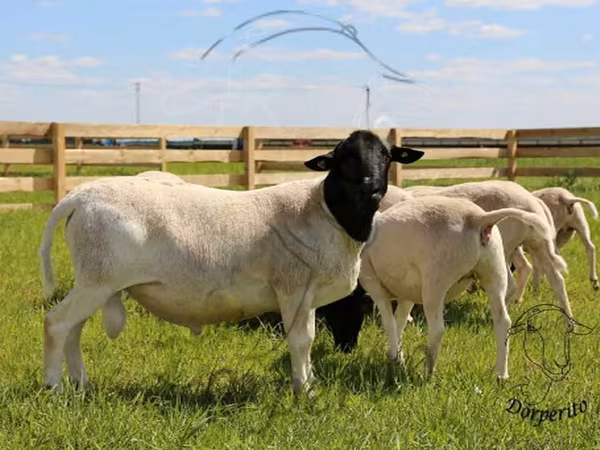 Widder, Dorper sheep