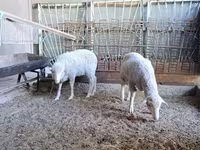 كبش, Baerchuke sheep — الصورة 1