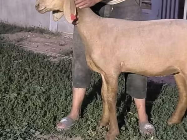 Schaf, Arashan sheep