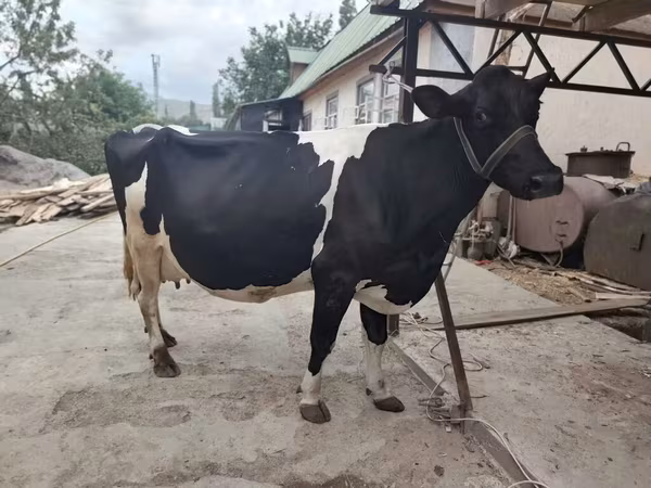 Vaca, Hereford — Kirguistán