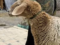 Schaf, Arashan sheep — Foto 8