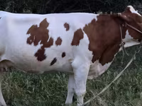Kuh, Simmental cattle — Foto 6