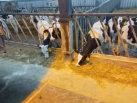 Toro, Yaroslavl cattle — foto 1