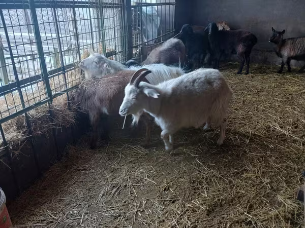 Cabra, Alpine goat — Kazajistán