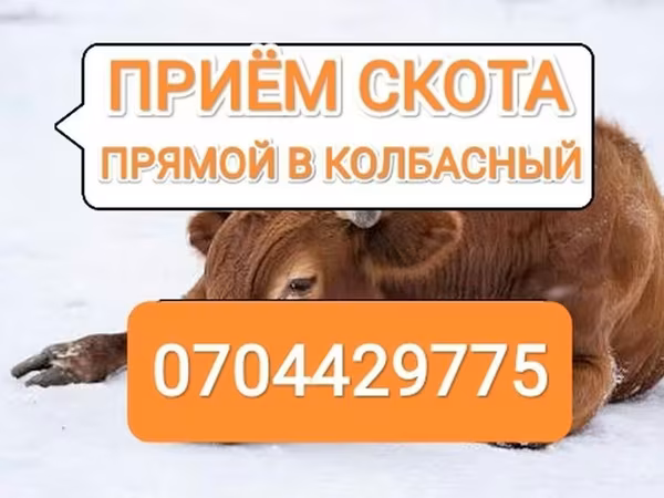 Бык, Коровы — Кыргызстан