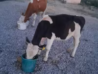 Toro, Swiss cattle — foto 5