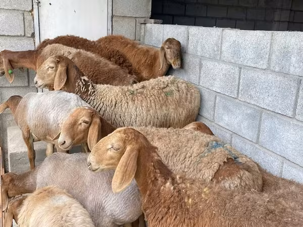 Овца, Бараны