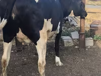 بقرة, Russian Black pied cattle — الصورة 4