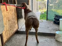 نعجة, Arashan sheep — الصورة 3
