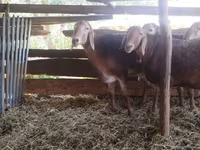 Ram, Arashan sheep — photo 1