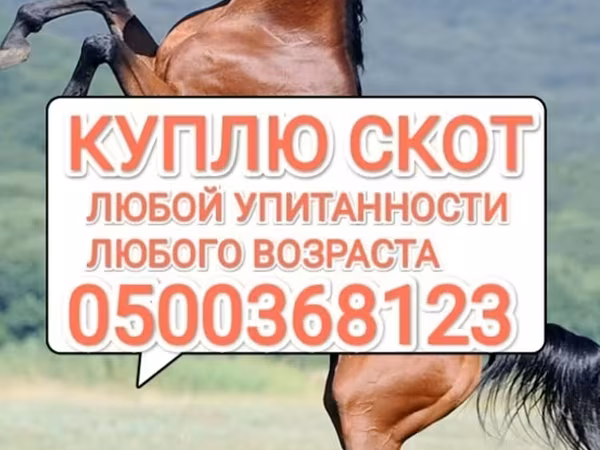 Конь, Лошади — Кыргызстан