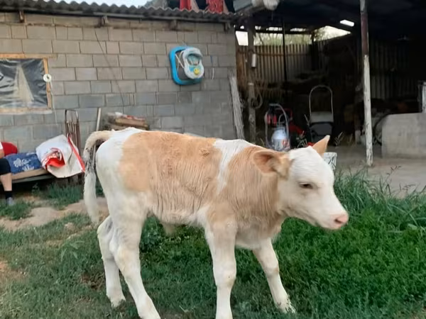 Toro, Montbéliarde