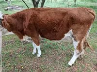 Toro, Simmental cattle — foto 2