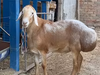 Widder, Arashan sheep — Foto 3