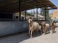 Schaf, Arashan sheep — Foto 1