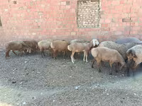 公羊, Arashan sheep — 照片 7